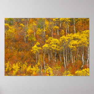 Quaking aspen grove in peak autumn colour in 2 poster