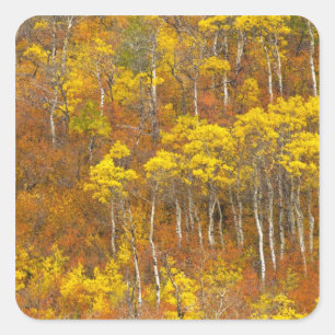 Quaking aspen grove in peak autumn colour in 2 square sticker