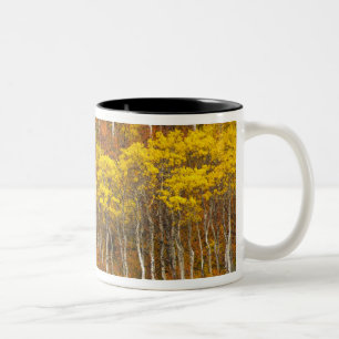 Quaking aspen grove in peak autumn colour in 2 Two-Tone coffee mug