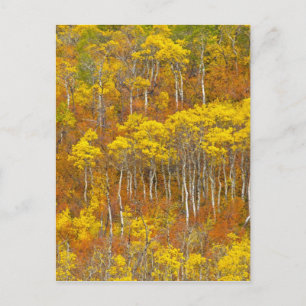 Quaking aspen grove in peak autumn colour in postcard