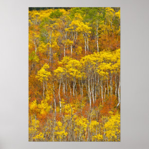 Quaking aspen grove in peak autumn colour in poster