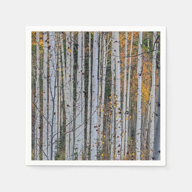 Quaking Aspen in Autumn  Napkin (Front)