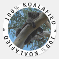 Qualified Koalafied Cute Funny Koala in a Tree