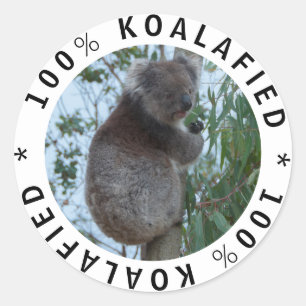 Qualified Koalafied Cute Funny Koala in a Tree Classic Round Sticker
