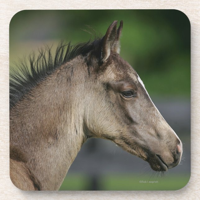 Quarter Horse Foal Headshot Coaster (Front)