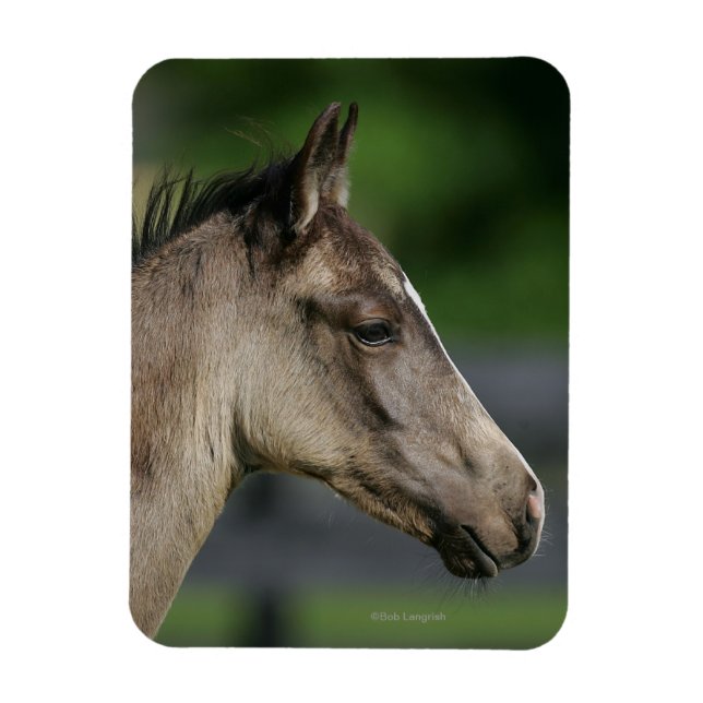 Quarter Horse Foal Headshot Magnet (Vertical)
