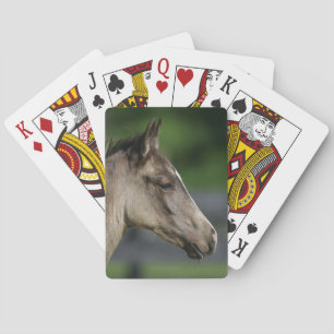 Quarter Horse Foal Headshot Playing Cards