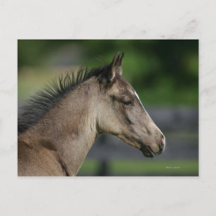 Quarter Horse Foal Headshot Postcard