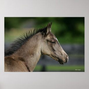 Quarter Horse Foal Headshot Poster