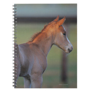 Quarter Horse Foal Notebook