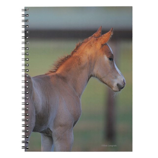 Quarter Horse Foal Notebook (Front)