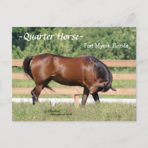Quarter Horse Fort Myers Florida Postcard
