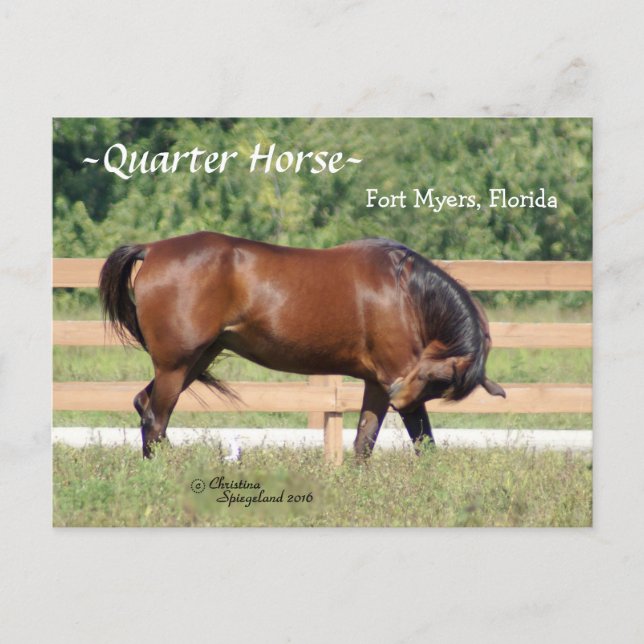 Quarter Horse Fort Myers Florida Postcard (Front)