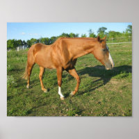 Quarter Horse Gelding