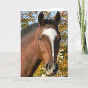 Quarter Horse Greeting Card