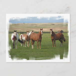 Quarter Horse Herd Postcard