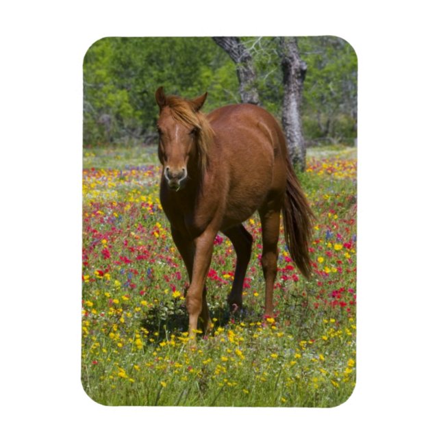 Quarter Horse in Field of Wildflowers Magnet (Vertical)