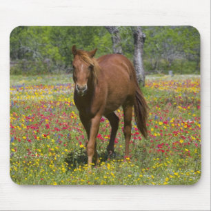 Quarter Horse in Field of Wildflowers Mouse Pad