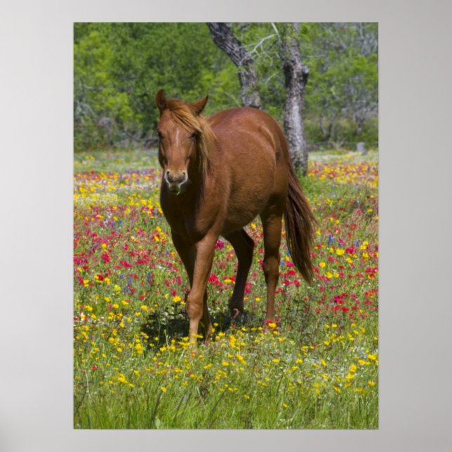Quarter Horse in Field of Wildflowers Poster (Front)