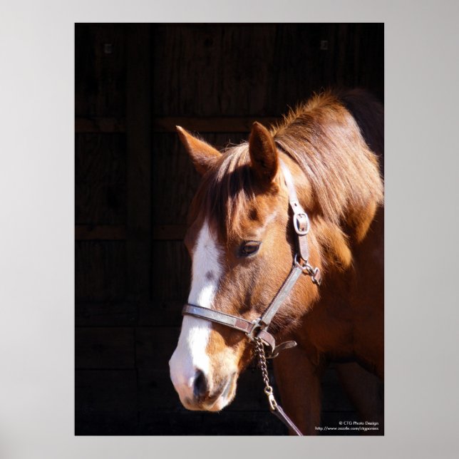 Quarter Horse Mare Large Print (Front)