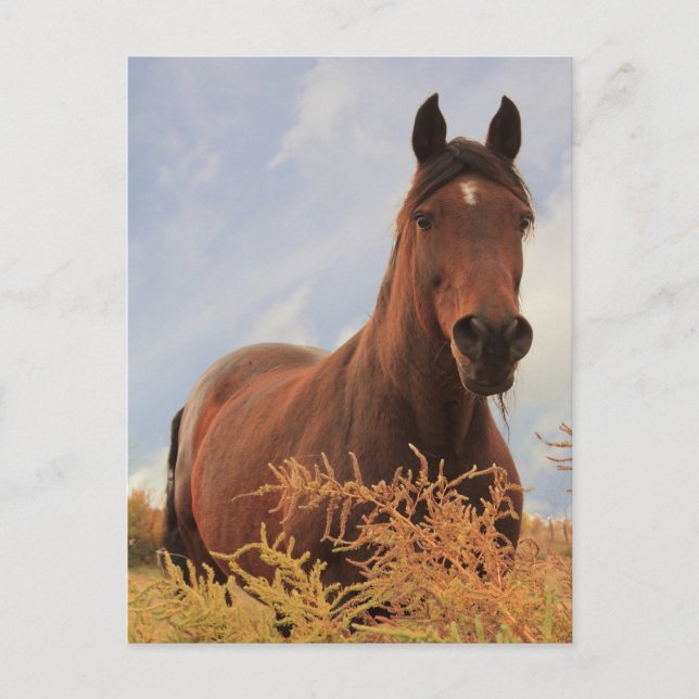 Quarter Horse Postcard (Front)