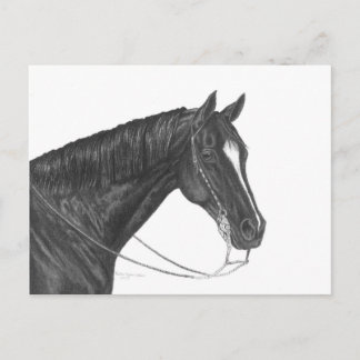 Quarter Horse Postcard