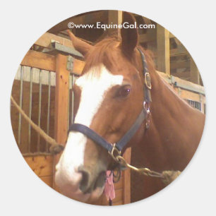 Quarter Horse Sticker