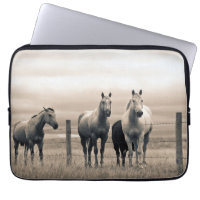 Quarter Horses On Canadian Prairie