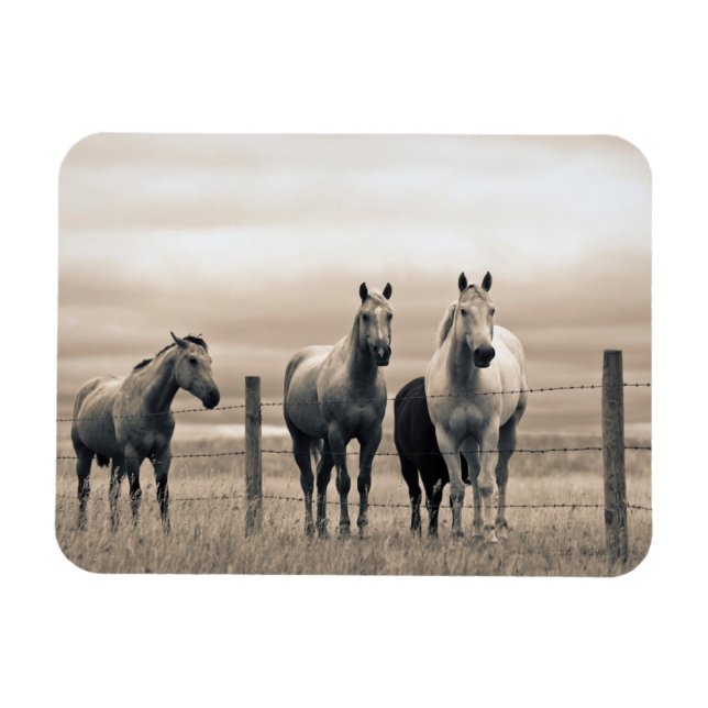 Quarter Horses On Canadian Prairie Magnet (Horizontal)