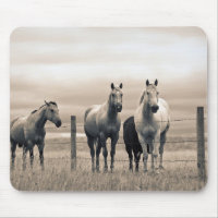 Quarter Horses On Canadian Prairie