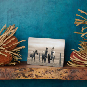 Quarter Horses On Canadian Prairie Plaque