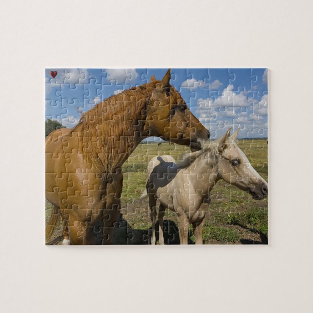 Quarter Horses Texas Jigsaw Puzzle (Horizontal)