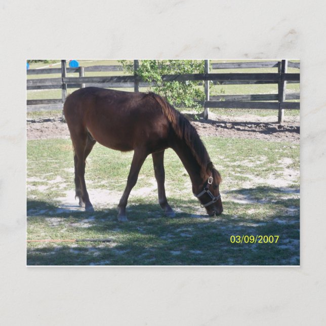 Quarter Paso Colt Grazing Postcard (Front)