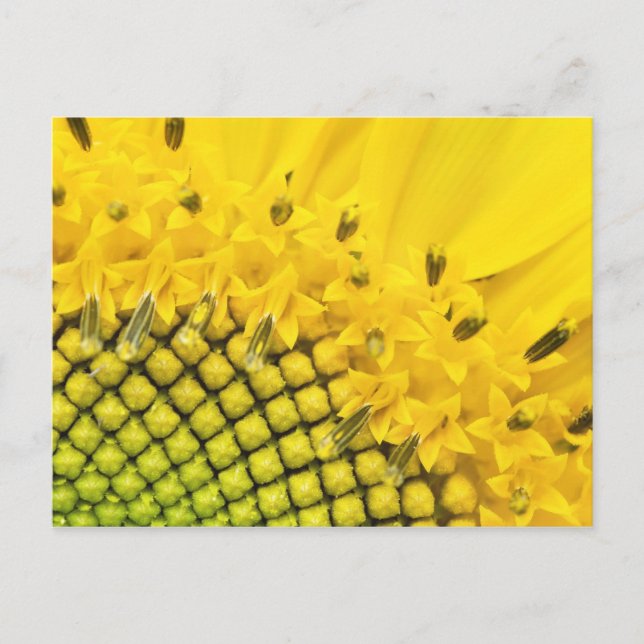 quarter sun postcard (Front)