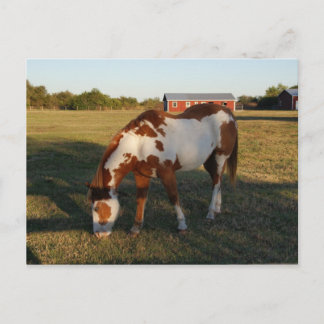 Quarterhorse 4 postcard