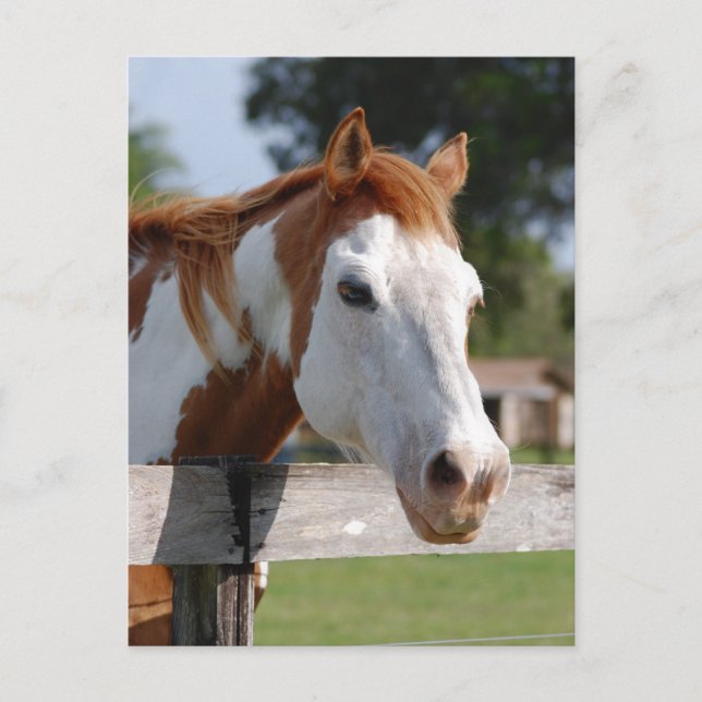 Quarterhorse Postcard (Front)