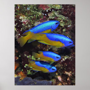Quartet of Damselfish Poster