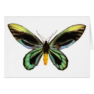 Queen Alexandra's Birdwing