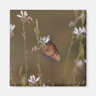 Queen and milkweed magnet