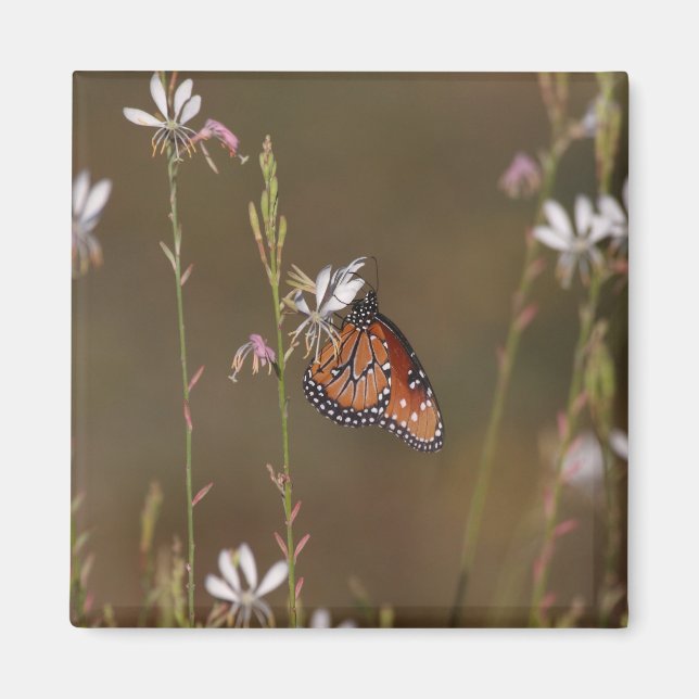 Queen and milkweed magnet (Front)