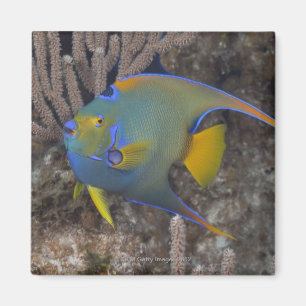 Queen Angelfish (Holacanthus ciliaris) swimming Magnet