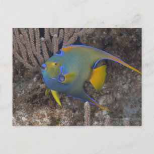 Queen Angelfish (Holacanthus ciliaris) swimming Postcard