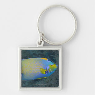 Queen Angelfish Key Ring