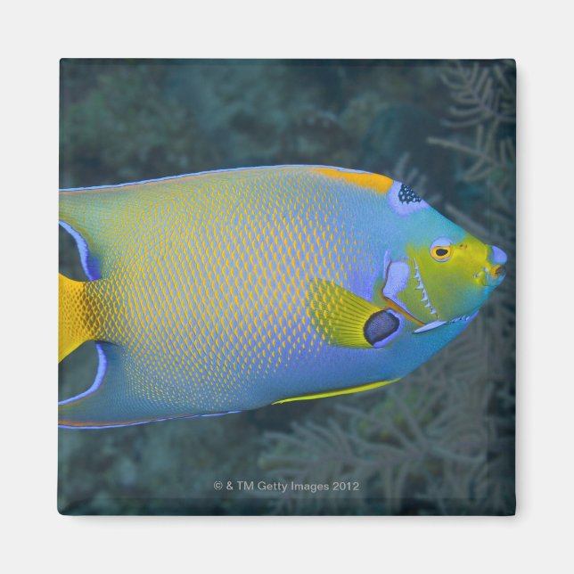 Queen Angelfish Magnet (Front)
