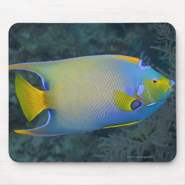 Queen Angelfish Mouse Pad (Front)