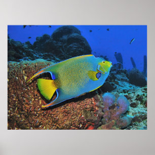Queen Angelfish on the Reef Poster