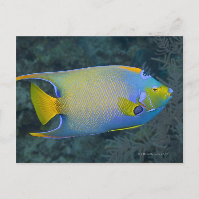 Queen Angelfish Postcard (Front)