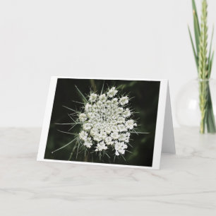 Queen Anne’s Lace, card