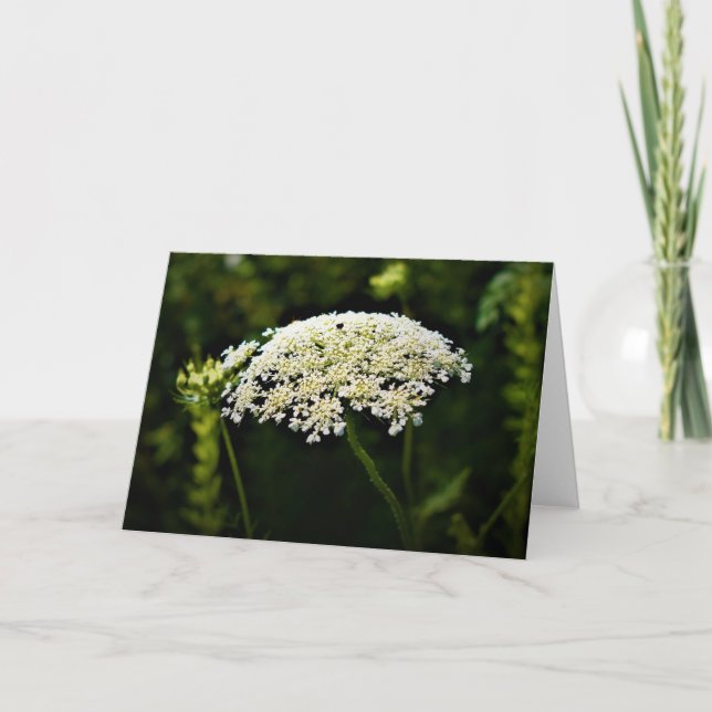 Queen Anne’s Lace, card (Front)