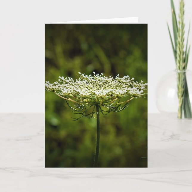 Queen Anne’s Lace, card (Front)